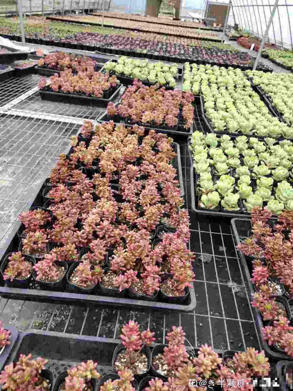 女儿痴迷养多肉，宁肯花高价，也要寄养多肉，我该阻止吗