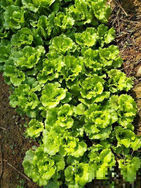 阳台也能打造菜园子，现在种1个月后就能吃，省下多少买菜钱