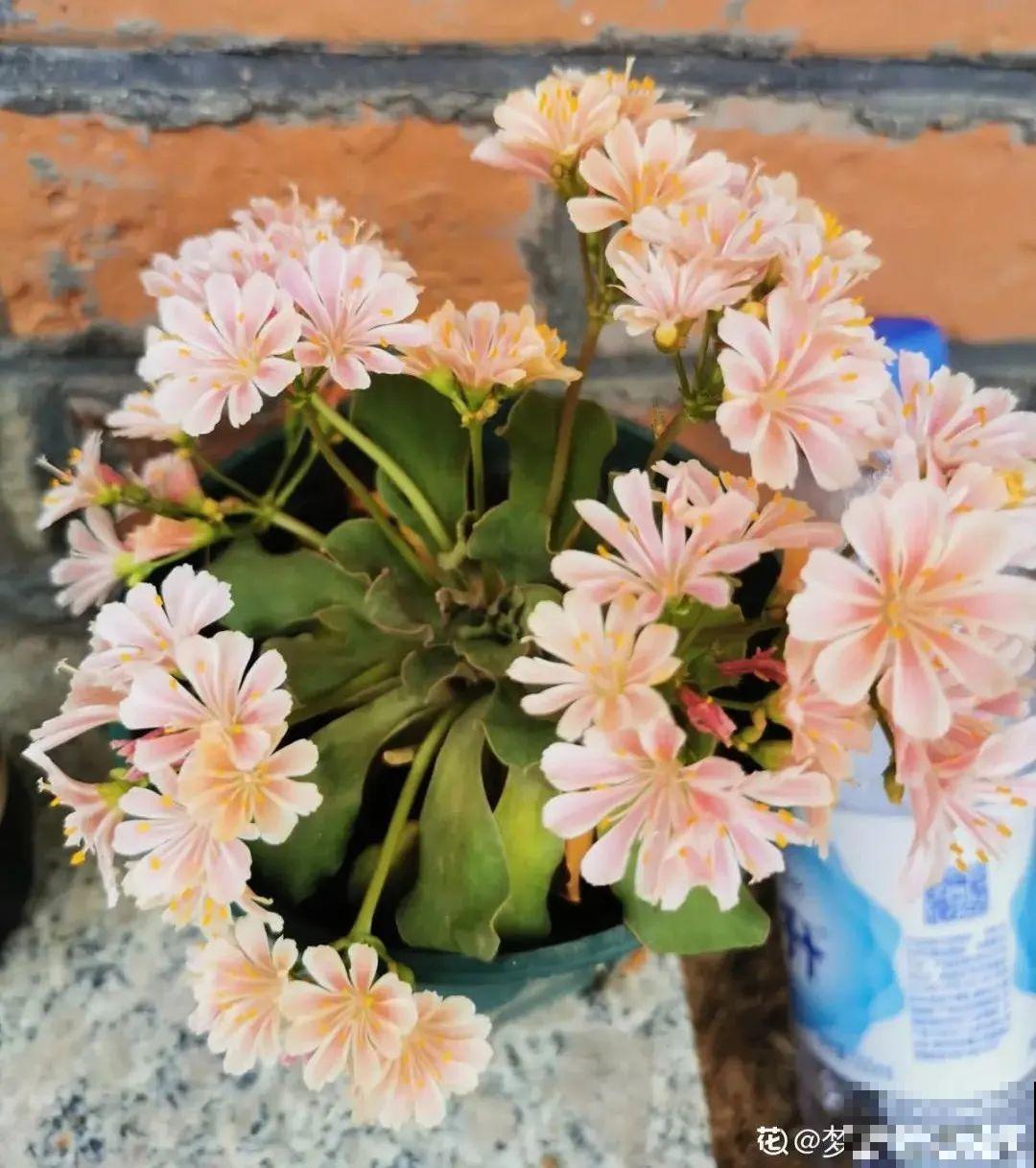 颜值超高的小清新植物,一年到头都在开花,而且越开花越多 颜值超高的小清新植物,一年到头都在开花,而且越开花越多