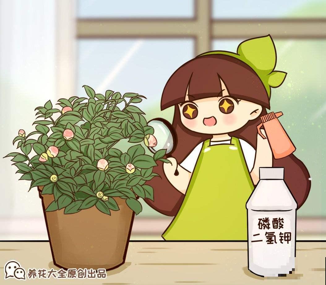 要养茶花,种植时间要选对,花苞才能长得像“鹌鹑蛋” 要养茶花,种植时间要选对,花苞才能长得像“鹌鹑蛋”