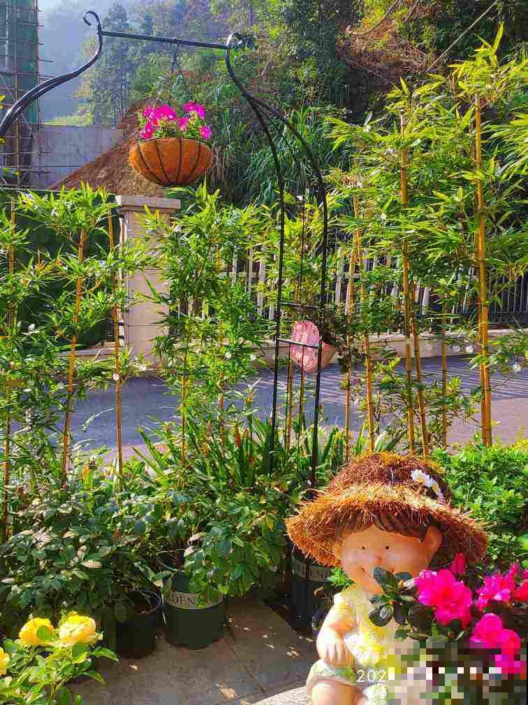 老话说“房前不栽树，屋后不种花”，究竟是科学，还是迷信？