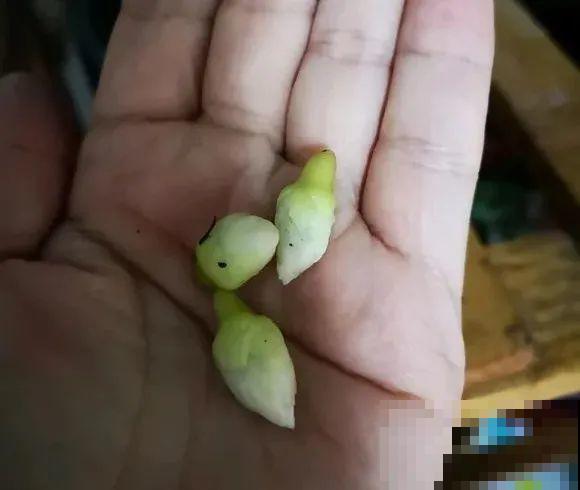 蟹爪兰软趴趴、掉花苞？它有“5怕”，避开后，叶片硬如铁！