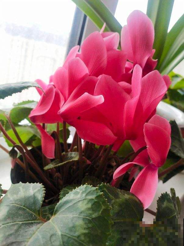 仙客来被誉为“盆花之王”,有寄托美祝愿的寓意,好看又好养 仙客来被誉为“盆花之王”,有寄托美祝愿的寓意,好看又好养