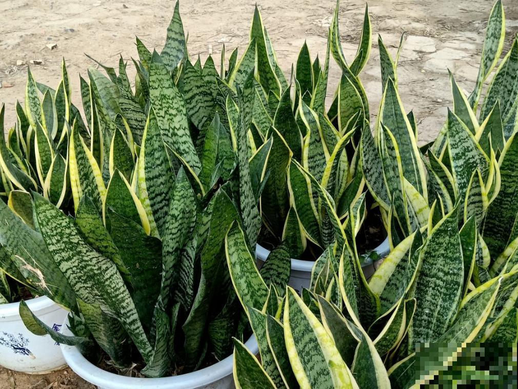 卧室就养这5种“催眠花”，一觉睡到大天亮，人养花花更养人