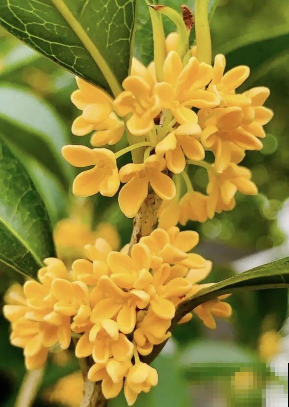 家庭养桂花，只需要记住这3点，年年都能复花