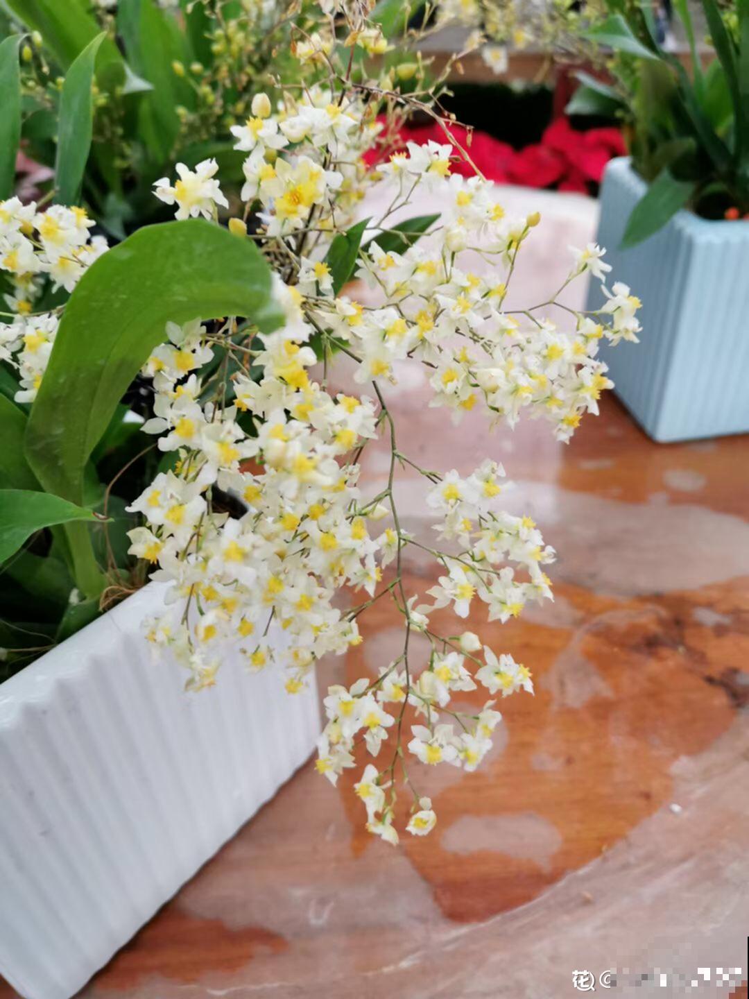 适合秋天养的文心兰，整个秋冬都开花，奶油香味十足