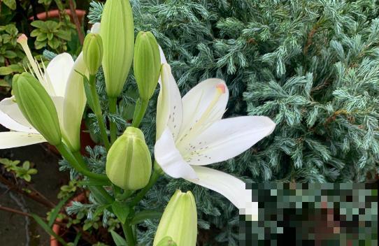 家里养的4种花,掐掉叶子还能做菜,养人养身心 家里养的4种花,掐掉叶子还能做菜,养人养身心