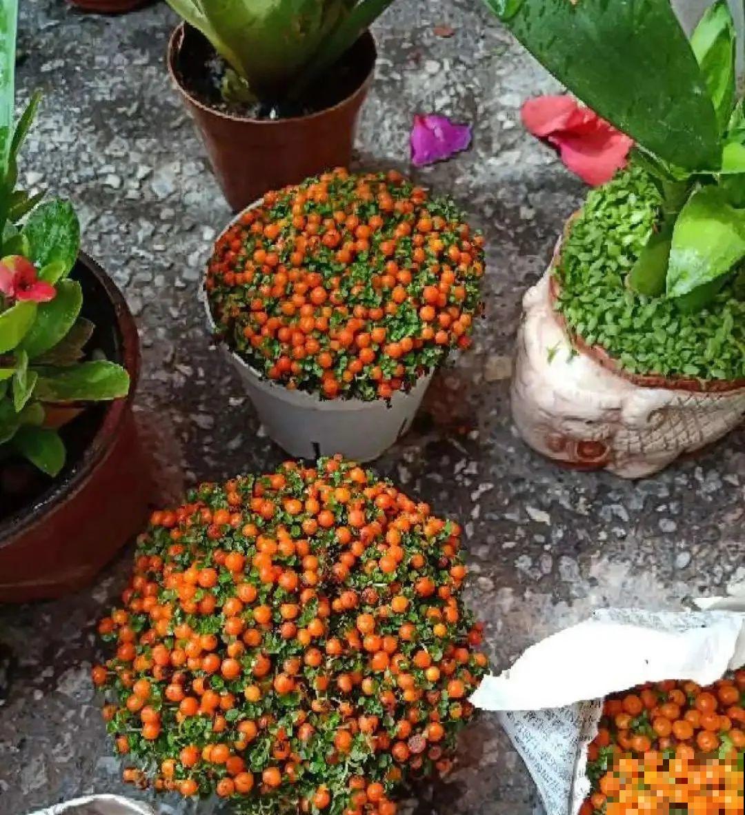 6种植物挂满果子,喜庆热闹,半年都不掉 6种植物挂满果子,喜庆热闹,半年都不掉