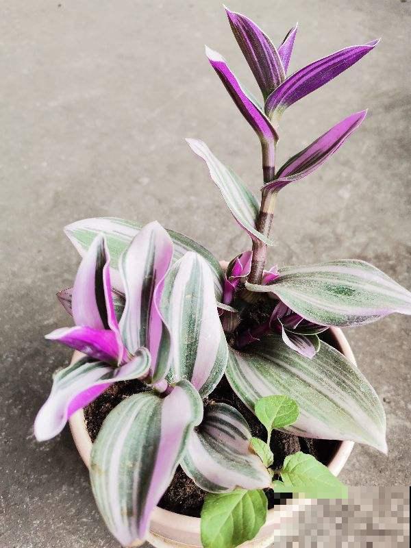 5种“吊兰”,名字和长相大不同,你能说出几种 5种“吊兰”,名字和长相大不同,你能说出几种