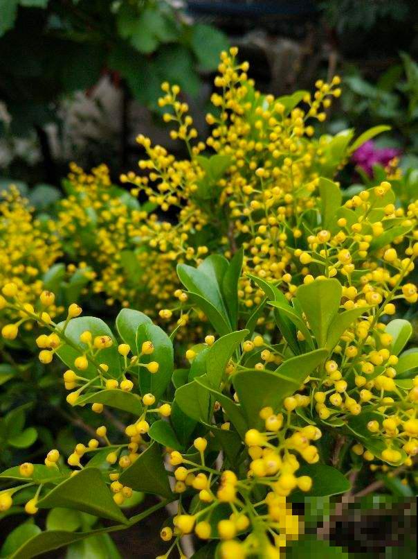 想要养好米兰,3个要点得学会,才能一茬一茬开花不停 想要养好米兰,3个要点得学会,才能一茬一茬开花不停