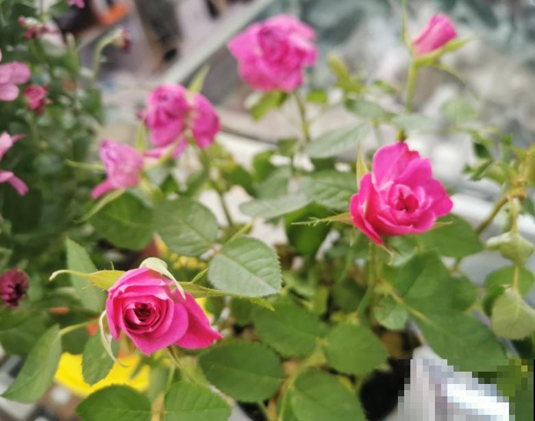 养花也能分析性格,你养什么花就对应什么性格,快来对号入座吧 养花也能分析性格,你养什么花就对应什么性格,快来对号入座吧