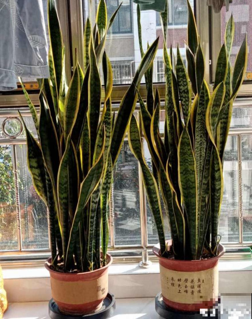 9种花特怕冷,现在赶紧套个袋,保暖很重要 9种花特怕冷,现在赶紧套个袋,保暖很重要