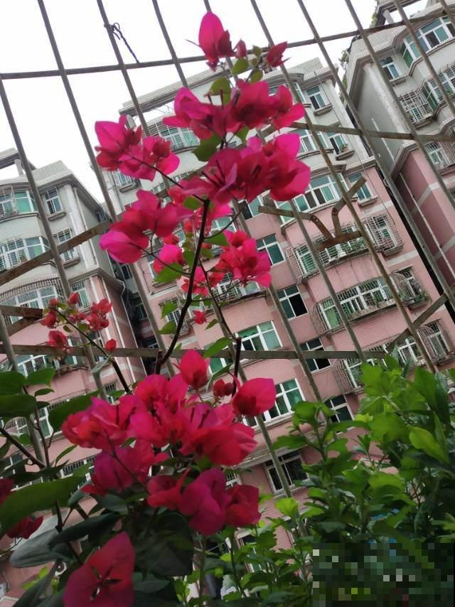 冷空气来袭，5种怕冻伤的花卉，要特别注意保暖