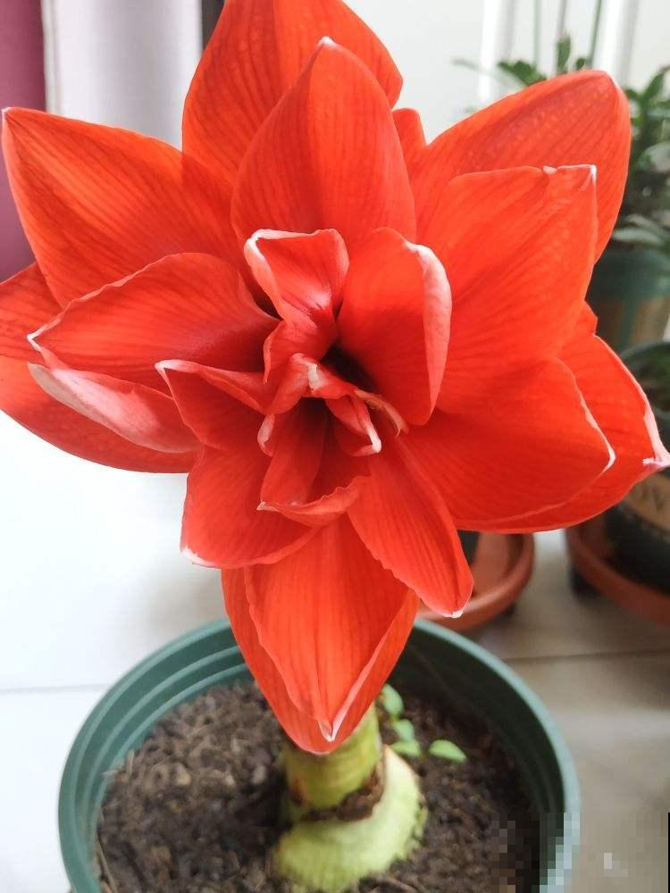 8种花红得像火，一看就特吉祥，养家里红红火火真喜庆