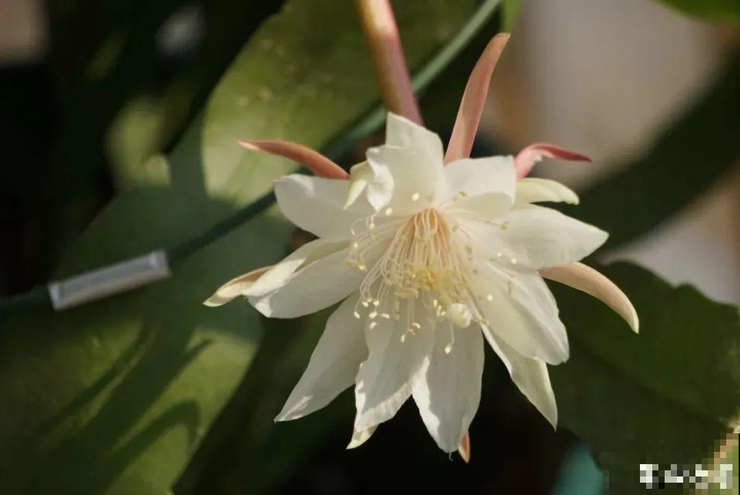 1种花就爱夜里开，养好能开上百朵花，满屋清香真过瘾