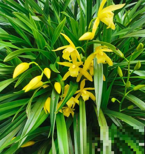 养兰花最怕死磕，4个“改变”，学会变通才是大神