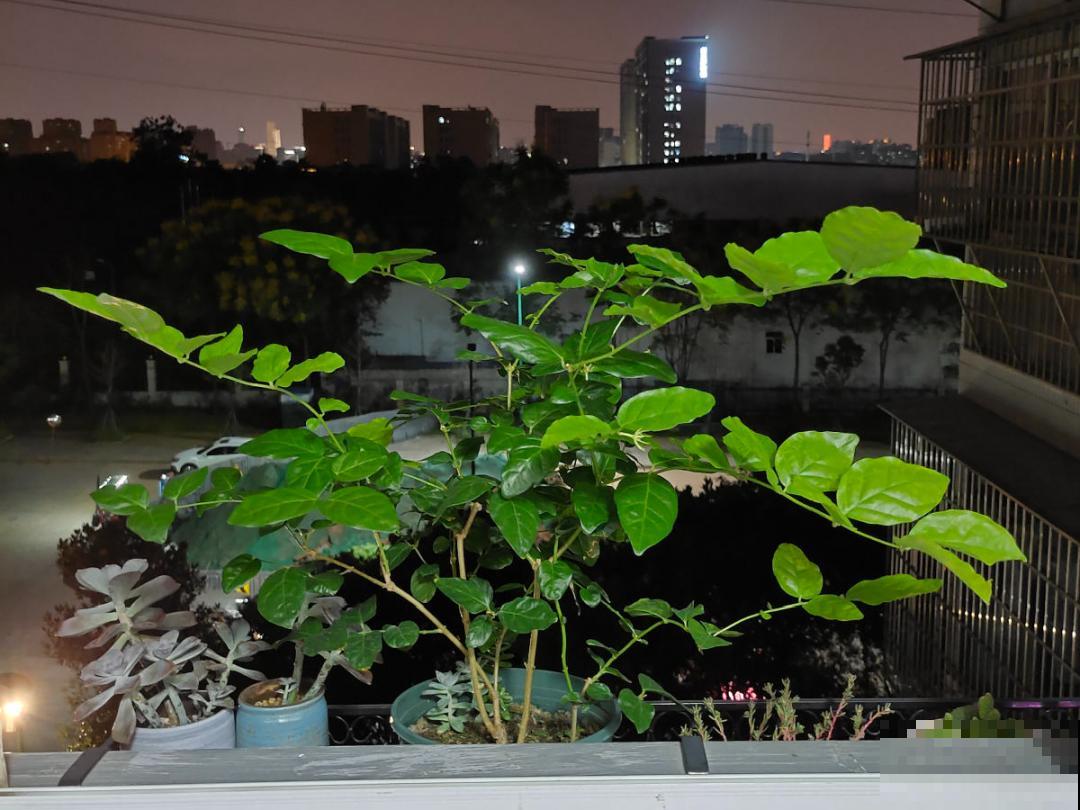 9种花特怕冷，现在赶紧套个袋，保暖很重要