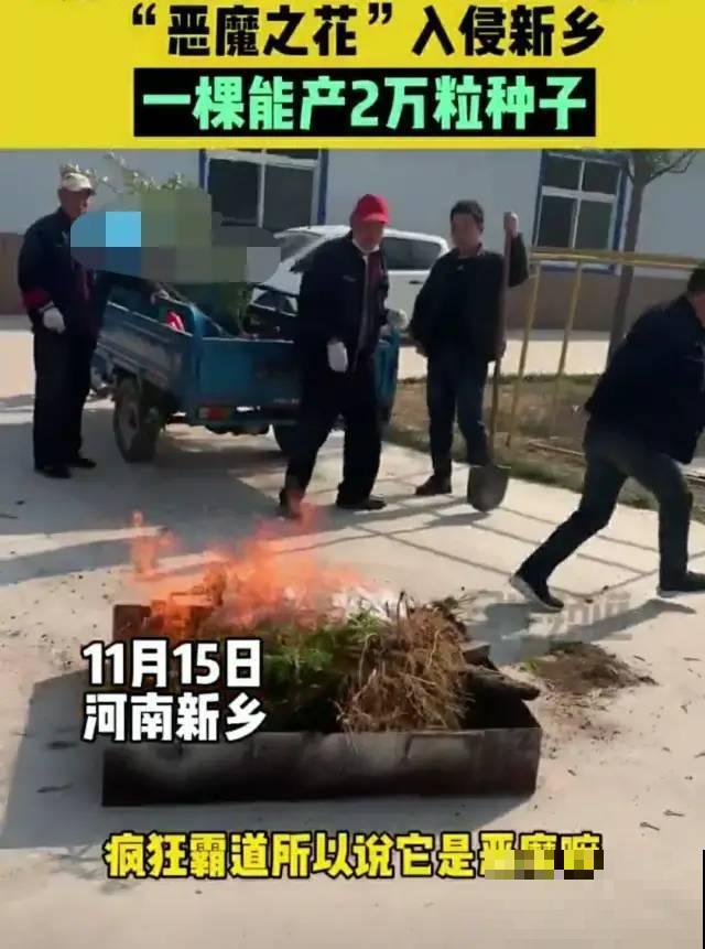 河南等地遭“恶魔之花”入侵，看到之后赶紧报告，不然会有大麻烦