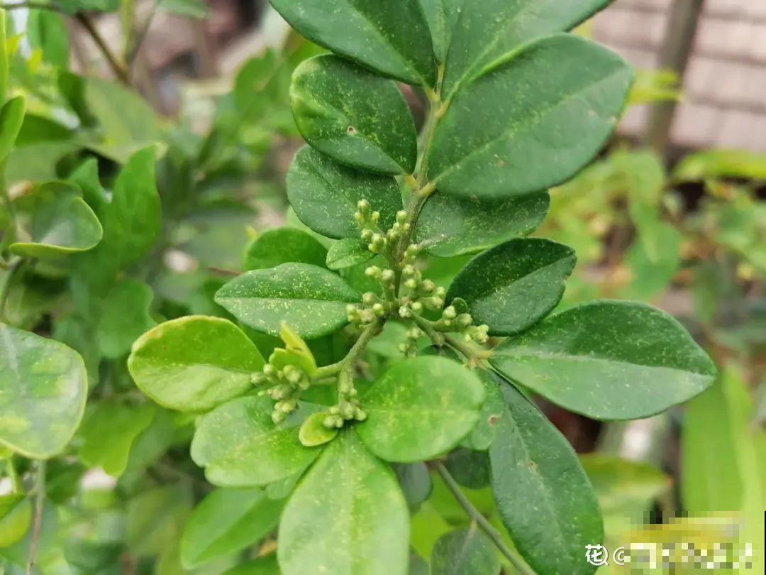 15年的君子兰，今天终于奇迹开花，开花技巧都给你！