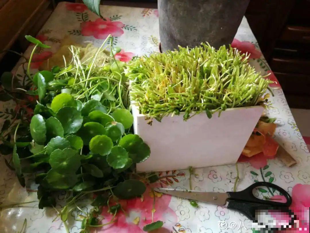 7种花现在剪一刀，剃个小平头，满盆冒新叶子