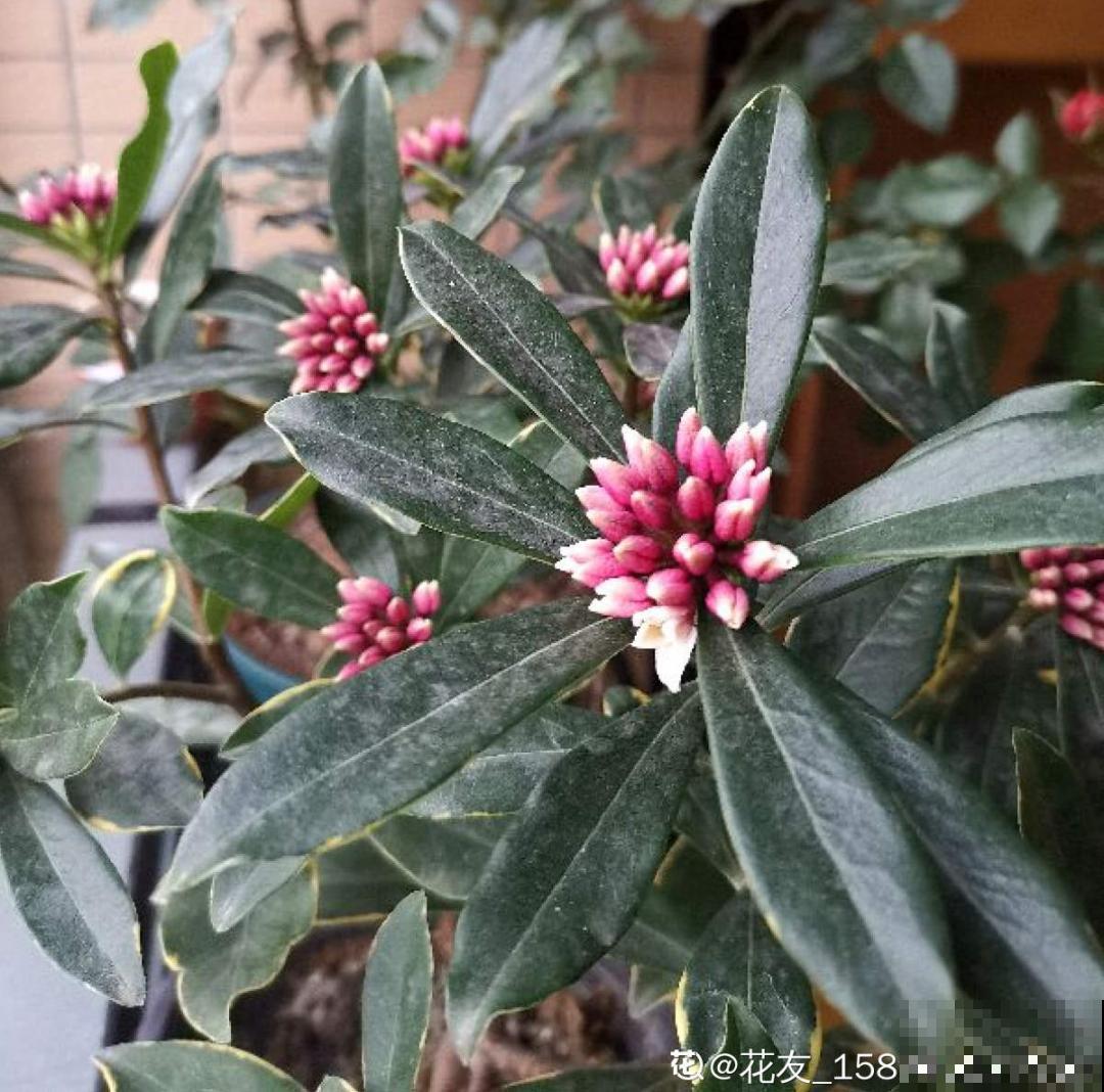 适合秋天养的12种花,耐阴又耐寒,秋冬长得更精神 适合秋天养的12种花,耐阴又耐寒,秋冬长得更精神