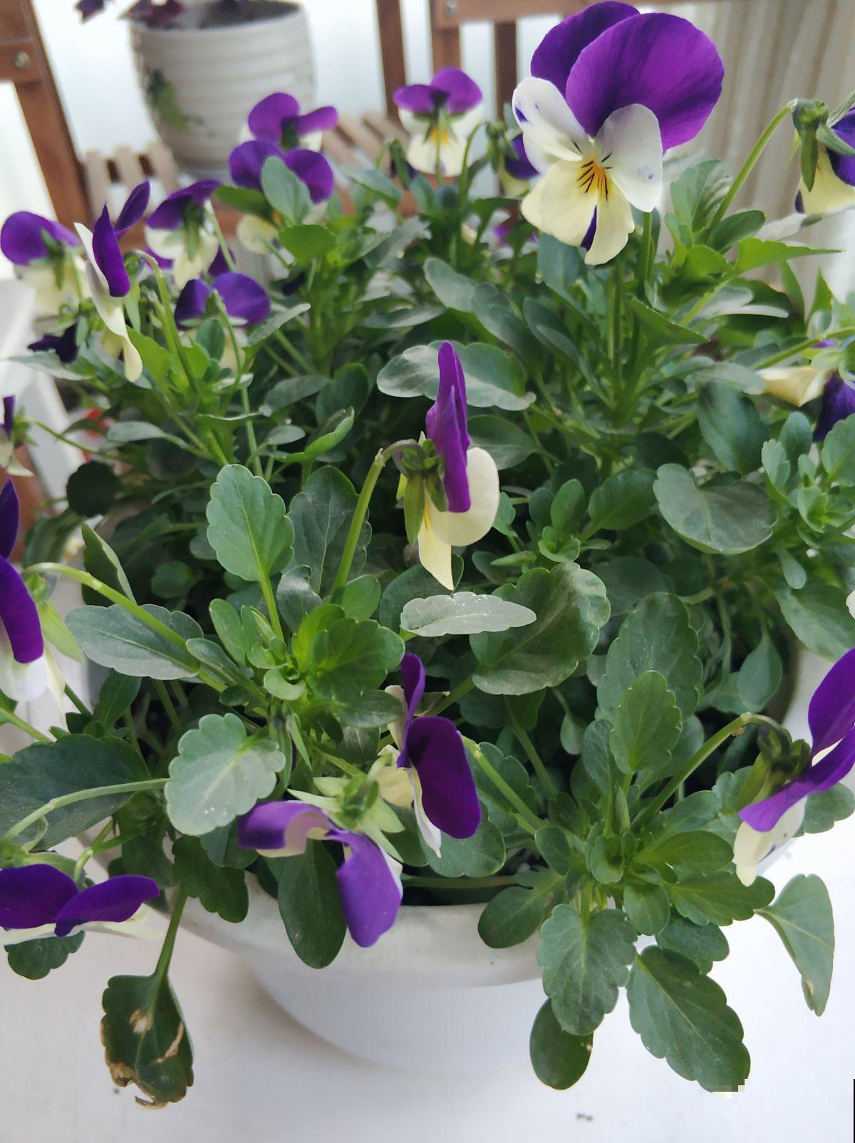 特耐寒的角堇，皮实好养，天冷照样爆盆