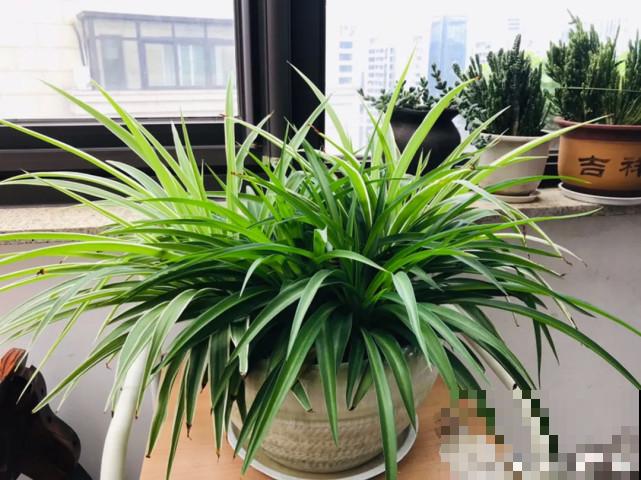 家里的“垃圾”留下，拿来养花效果好，颜值超高