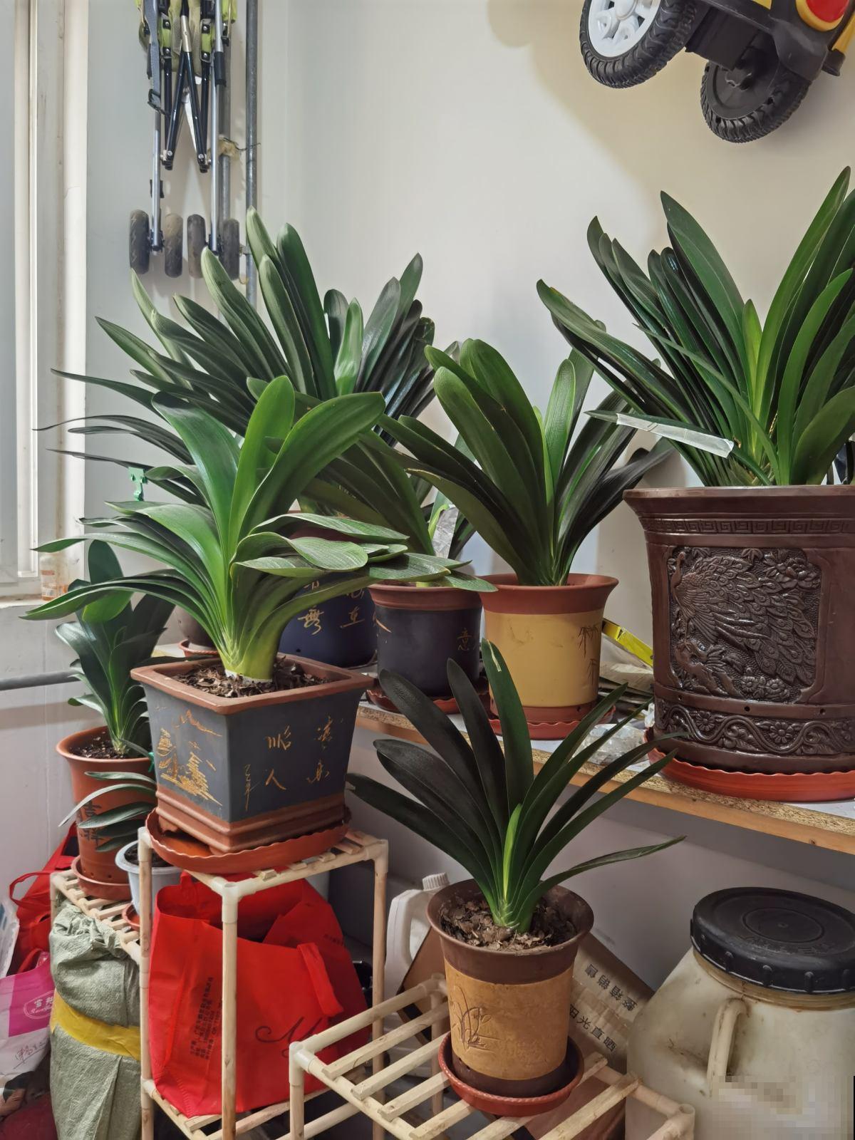 养君子兰记住“4个常做”，叶子油绿直反光，开花爆盆