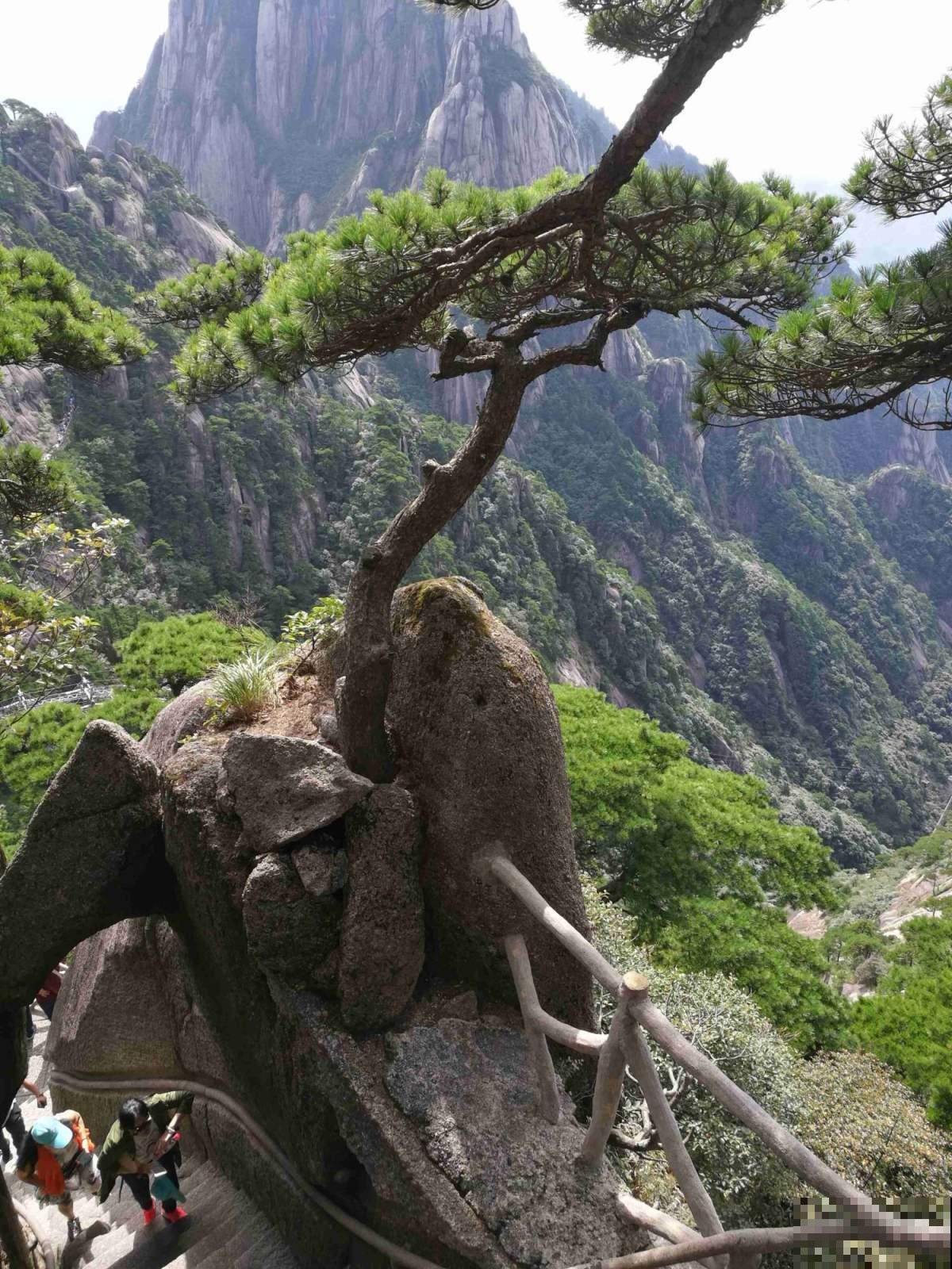 百年寺院道观种的“七贤”,原来是这7种花,家里养一盆好运连连 百年寺院道观种的“七贤”,原来是这7种花,家里养一盆好运连连