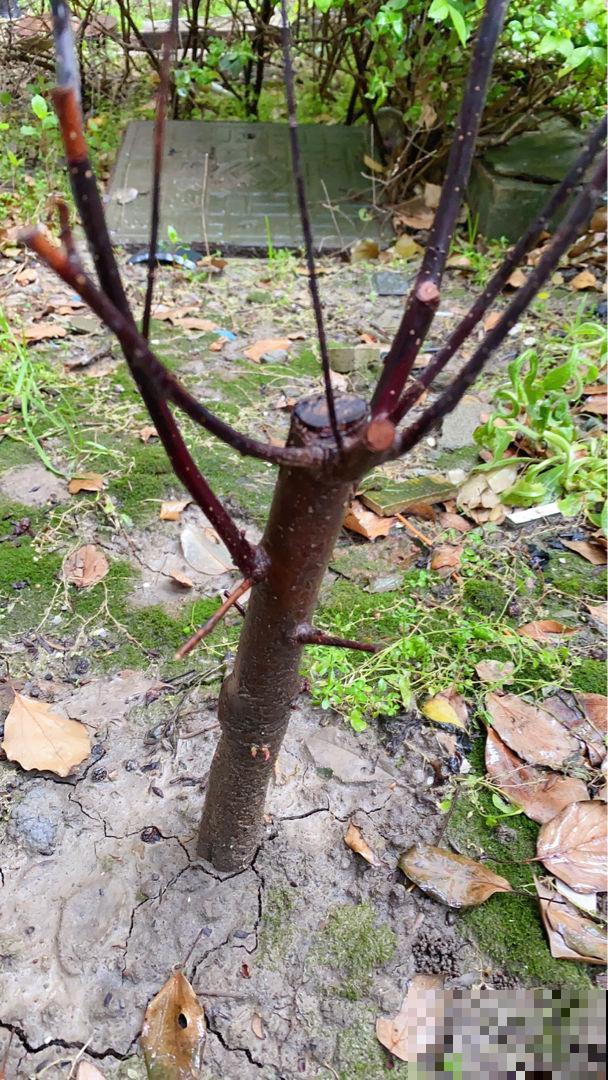 跟婆婆吵一架,婆婆死活不让孩子做农活,到底是养孩子还是养祖宗 跟婆婆吵一架,婆婆死活不让孩子做农活,到底是养孩子还是养祖宗