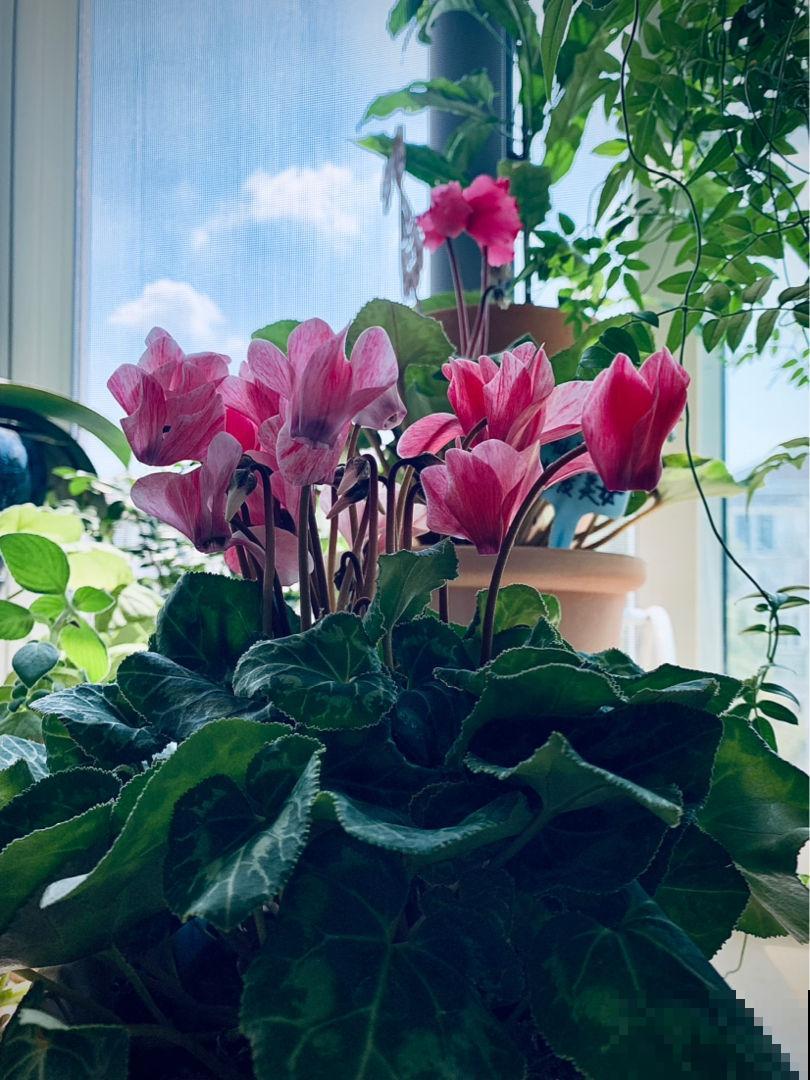 仙客来被誉为“盆花之王”,有寄托美祝愿的寓意,好看又好养 仙客来被誉为“盆花之王”,有寄托美祝愿的寓意,好看又好养