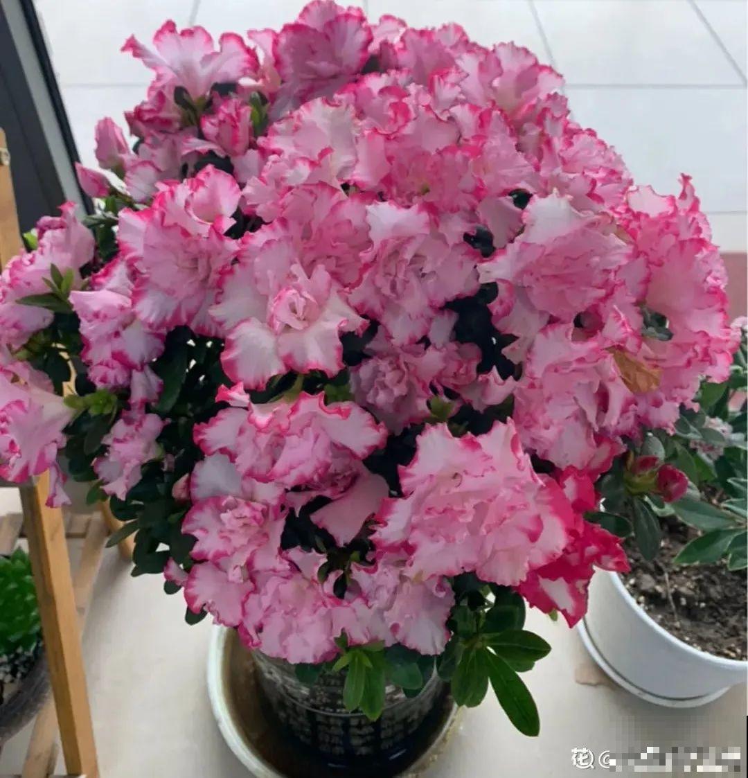 10种花，冬天别喷水，越喷越烂叶，变成光杆特丑