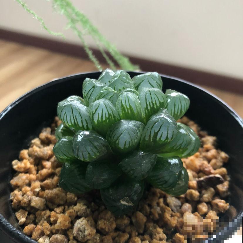 秋天的多肉还“瘦不拉几”,学会4个方法,多肉胖乎乎招人爱 秋天的多肉还“瘦不拉几”,学会4个方法,多肉胖乎乎招人爱