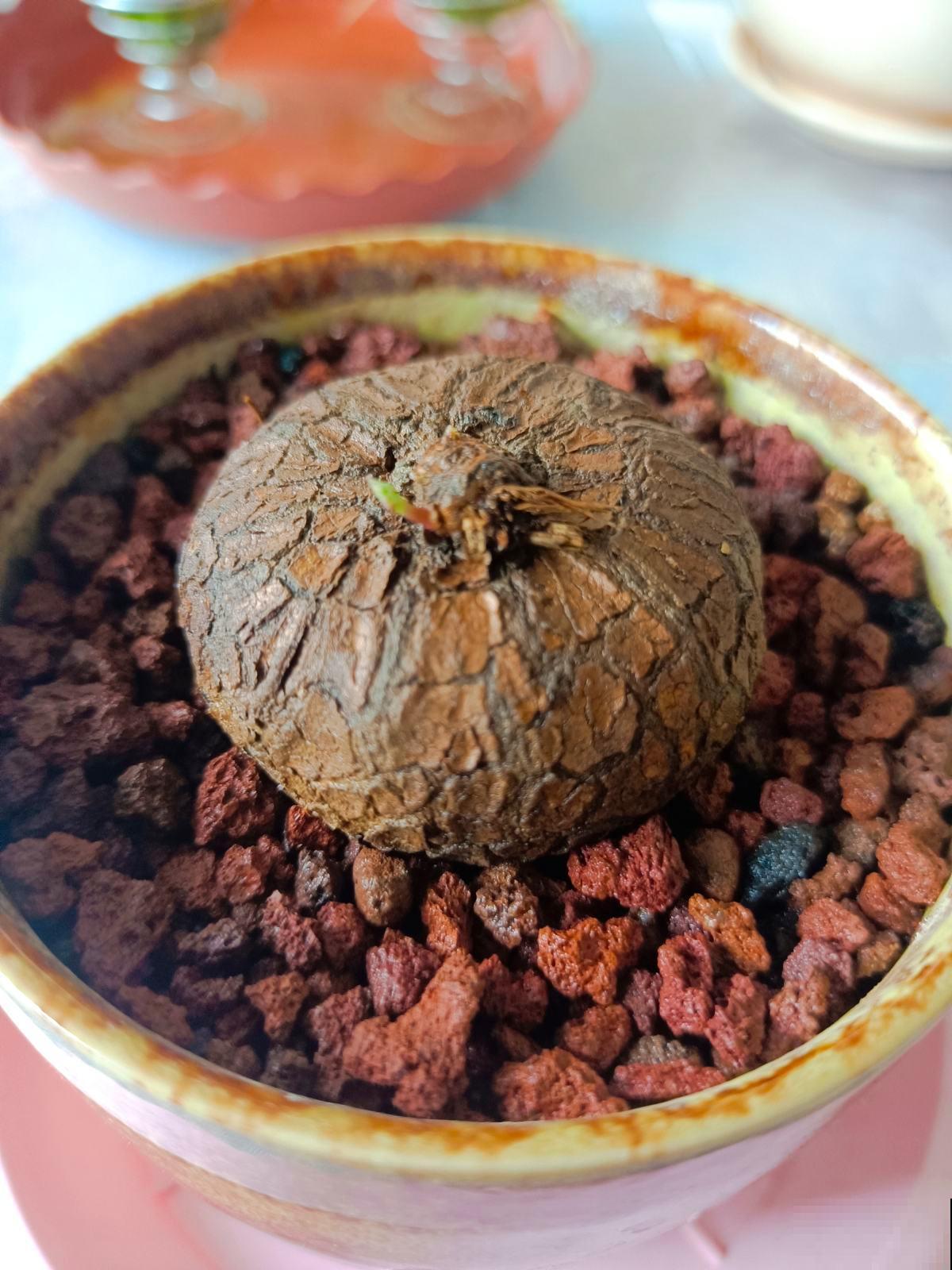 能活上百年的7种植物，长寿又吉利，能养成“传家宝”