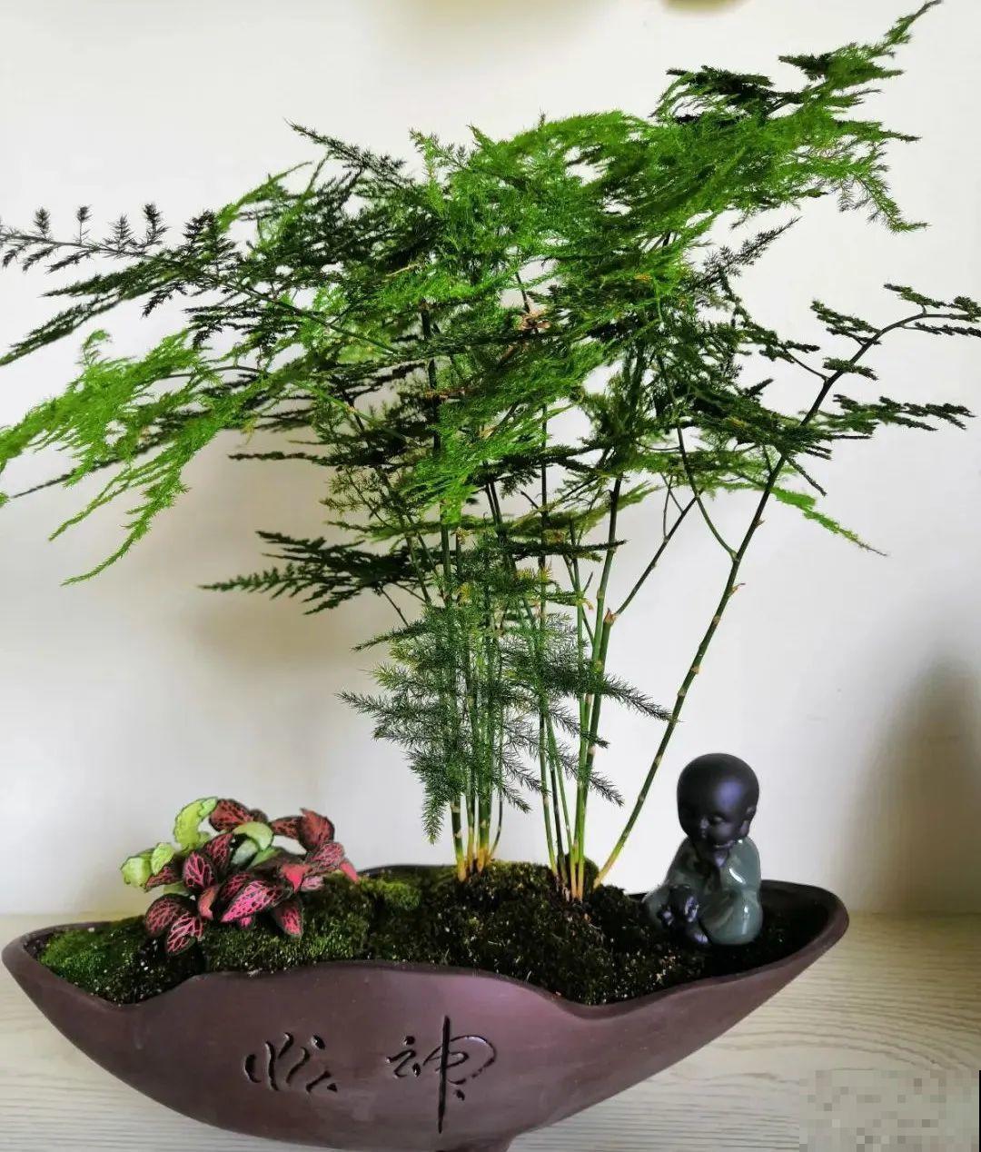 人养花，花也养人，家里养这10种花，越养越健康