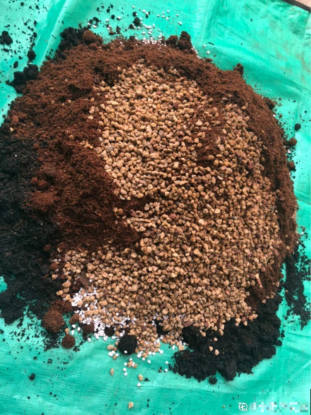 7种花有个小机关，找对位置打开它，新芽爆满盆