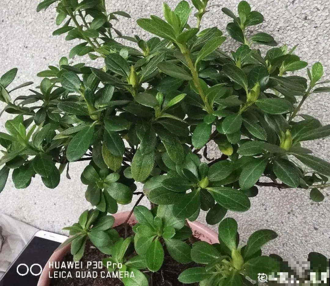 1种花号称“花中西施”，四季皆可开，喜庆又漂亮！