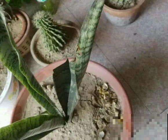 7种花有个小机关，找对位置打开它，新芽爆满盆