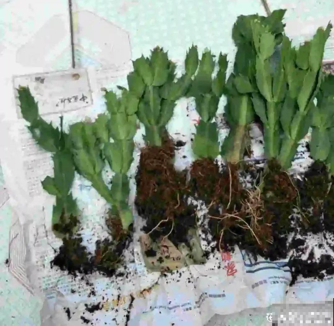 10种花得穷养，盆越小、水越少，越长得旺