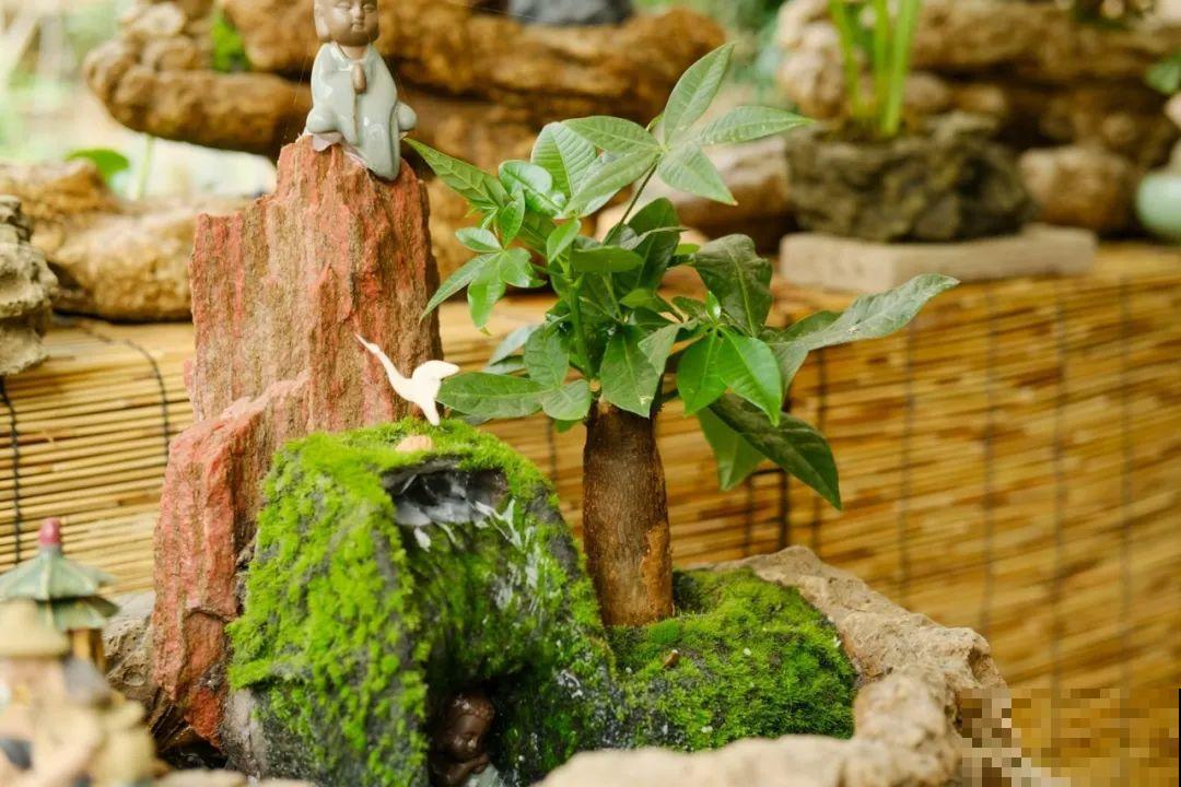 6种花好养活，超适合新手，养护看这篇就够了