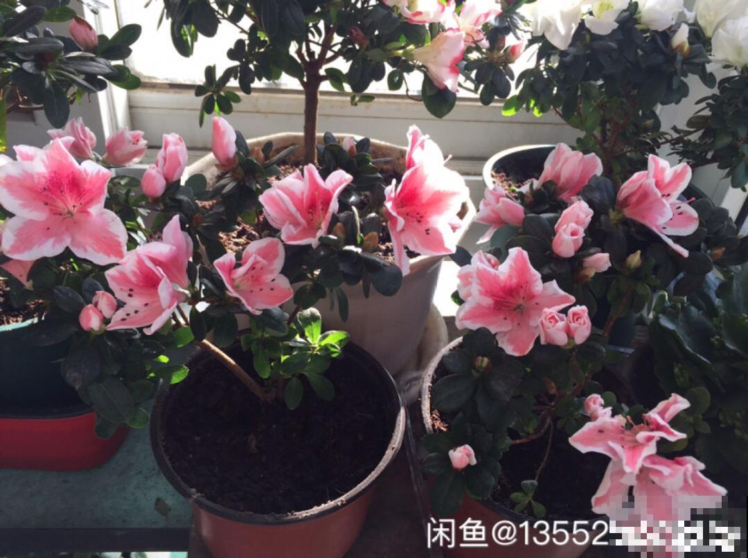 10种花冬天不能断水，勤浇水才能长得旺，叶子油亮有光泽