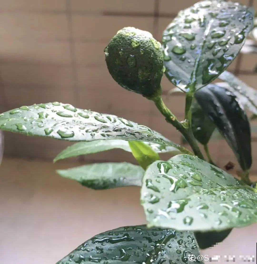 家里养8种“守家树”，红红火火特别旺运，镇宅好福气