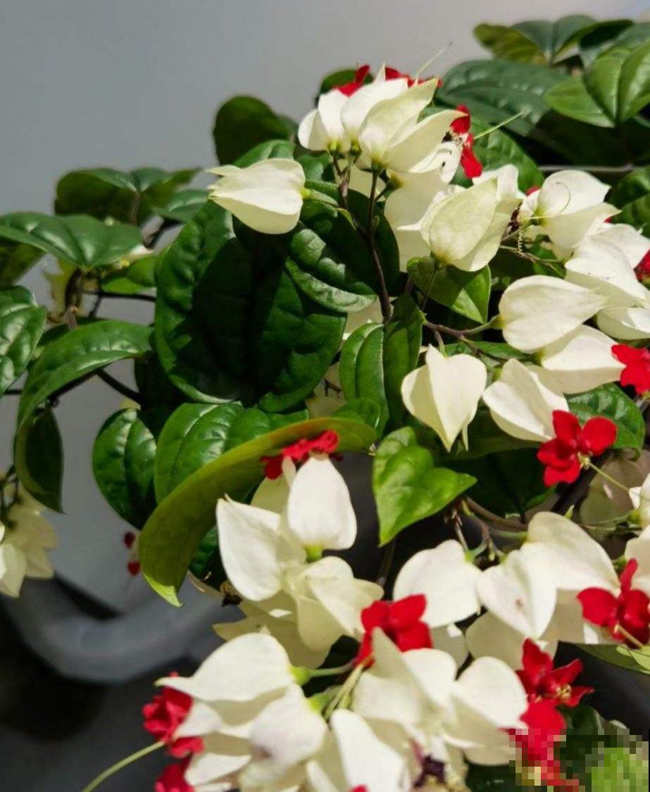 名字里带“龙”的6种花，养在家里镇宅又吉祥，安全感满满