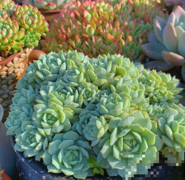 4种可以变成“老桩”的多肉，适合新手养，轻松就能变“老桩”