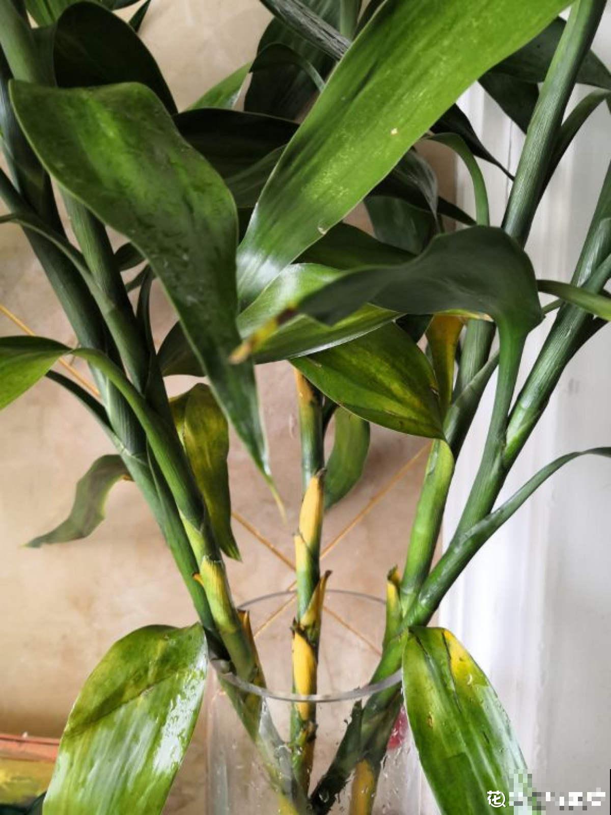 水培富贵竹总黄叶，关键是施肥有问题，2个要点解决问题