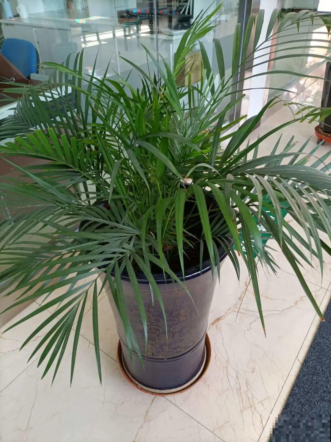 15种花，冬季浇水要注意，浇错了容易冻伤