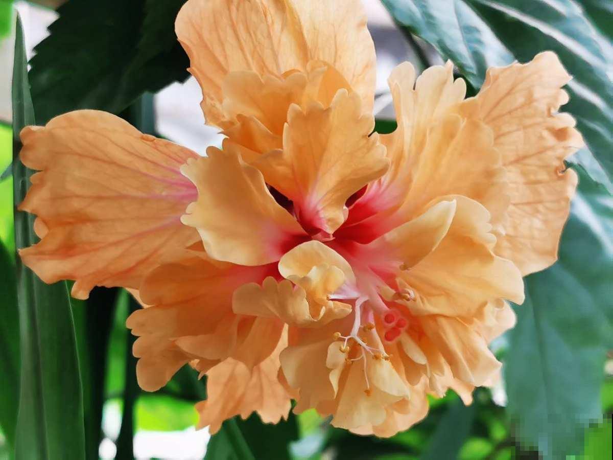 4种“不吉利的花”，以前没人养，现在抢着种