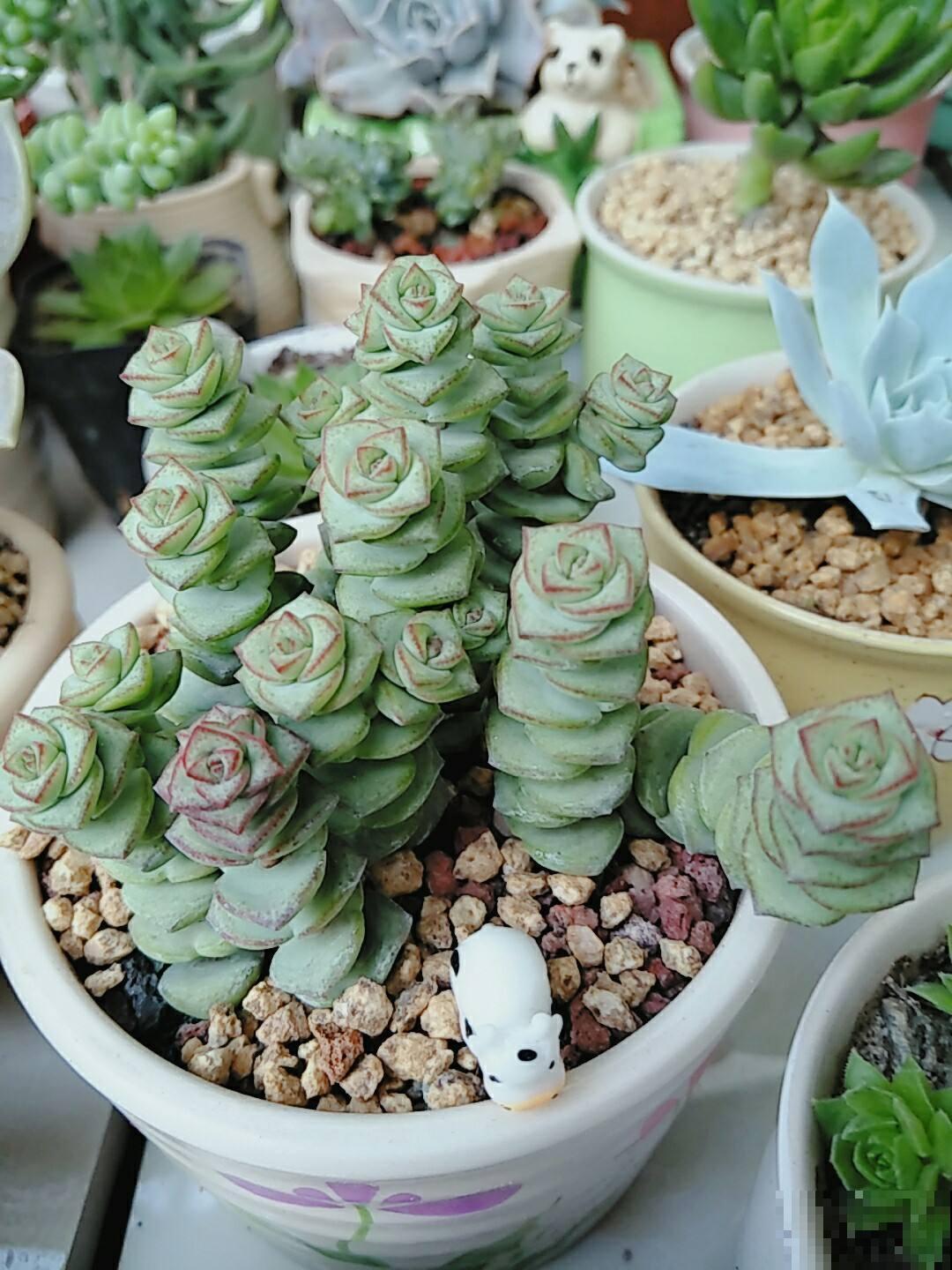 5种花有“聚财”说法，养在家里有好兆头，好运满满