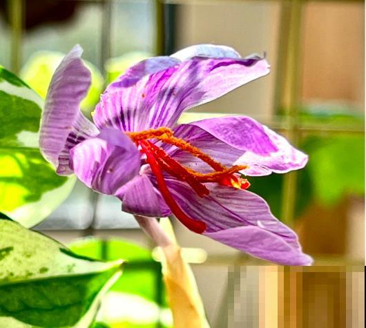 家里只有半天光照，就养4种“半阴性花”，花大如碗，爆盆容易