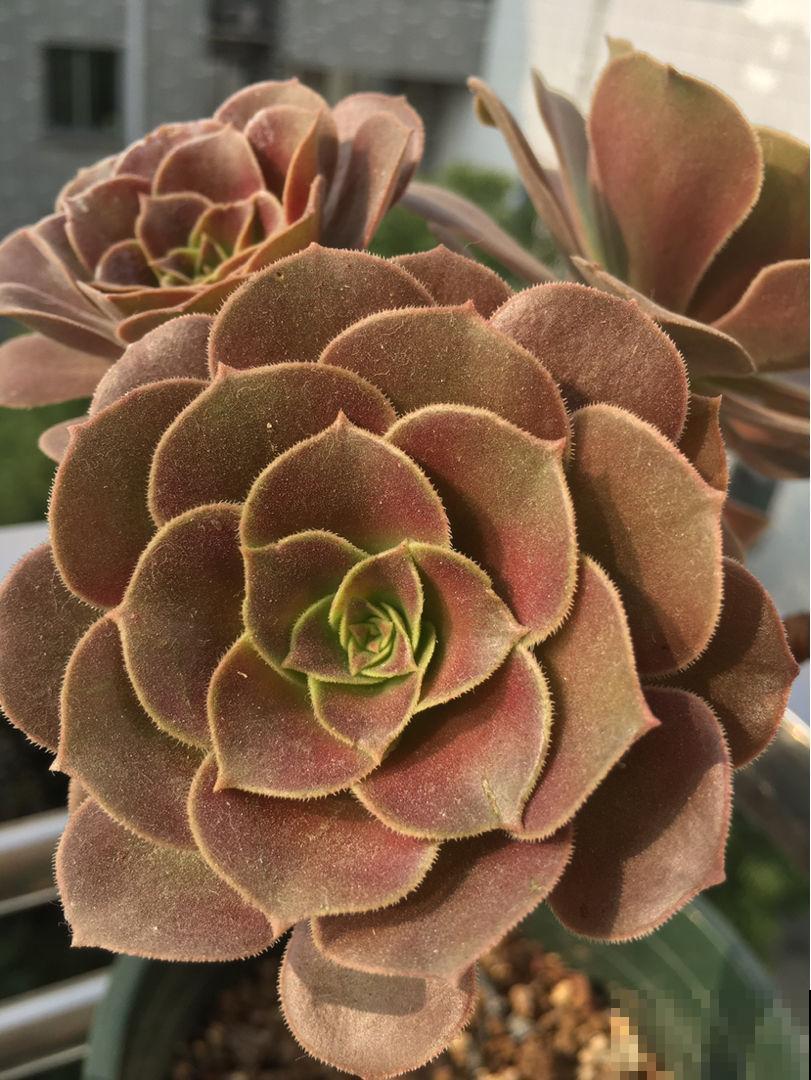 绿羊绒有股“臭袜子”味，养在家里很“头疼”，想赶紧丢掉